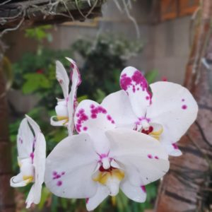 Orchid Garden – Belo Horizonte – Brazil